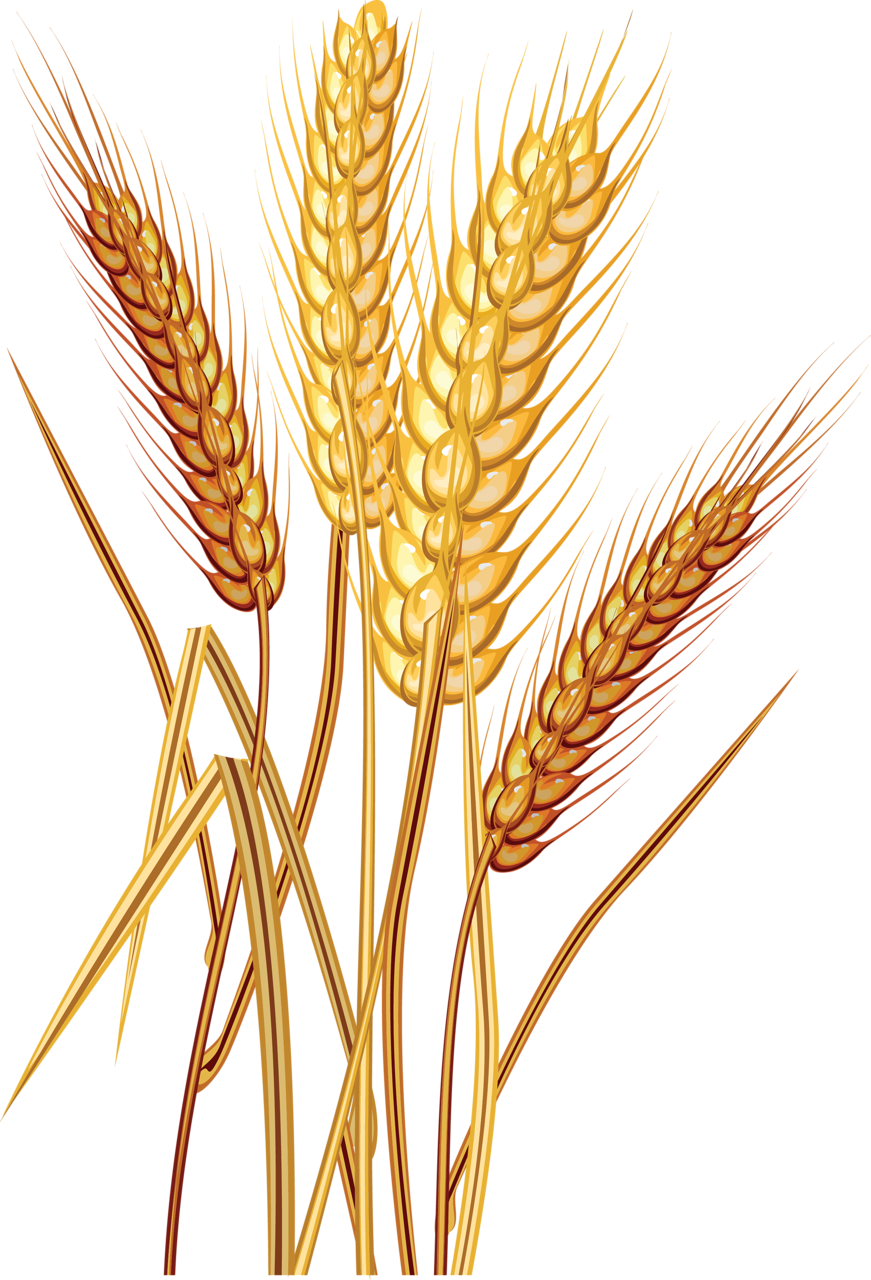 Wheat PNG Images