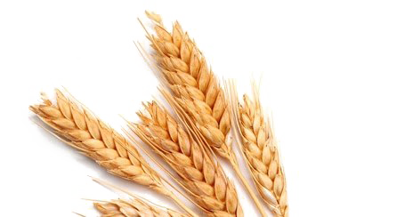 Wheat PNG Pic