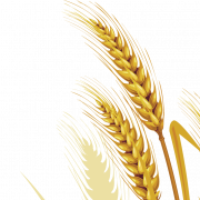 Image de blé PNG