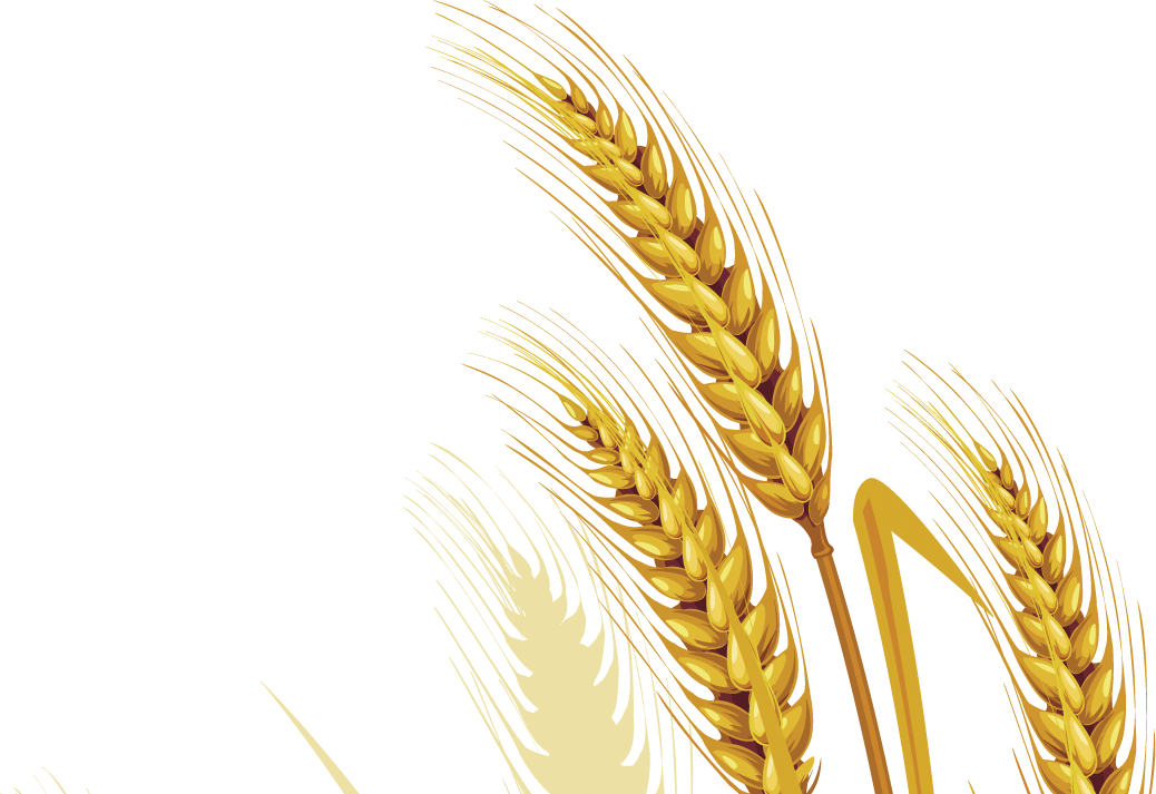Wheat PNG Picture