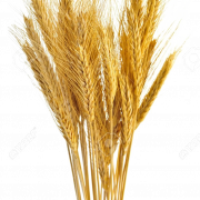 Wheat Transparent