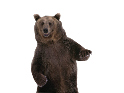 Медведь PNG 11