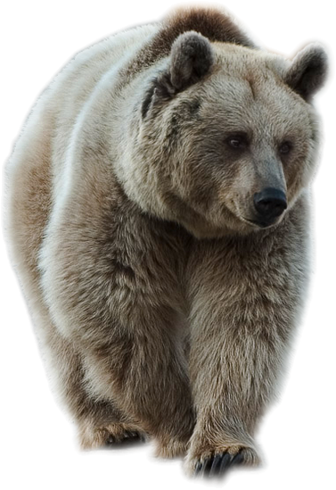 Медведь PNG 15