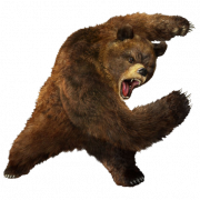 Bear PNG 5