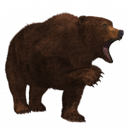 Bear PNG 7