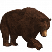 Bear PNG 9