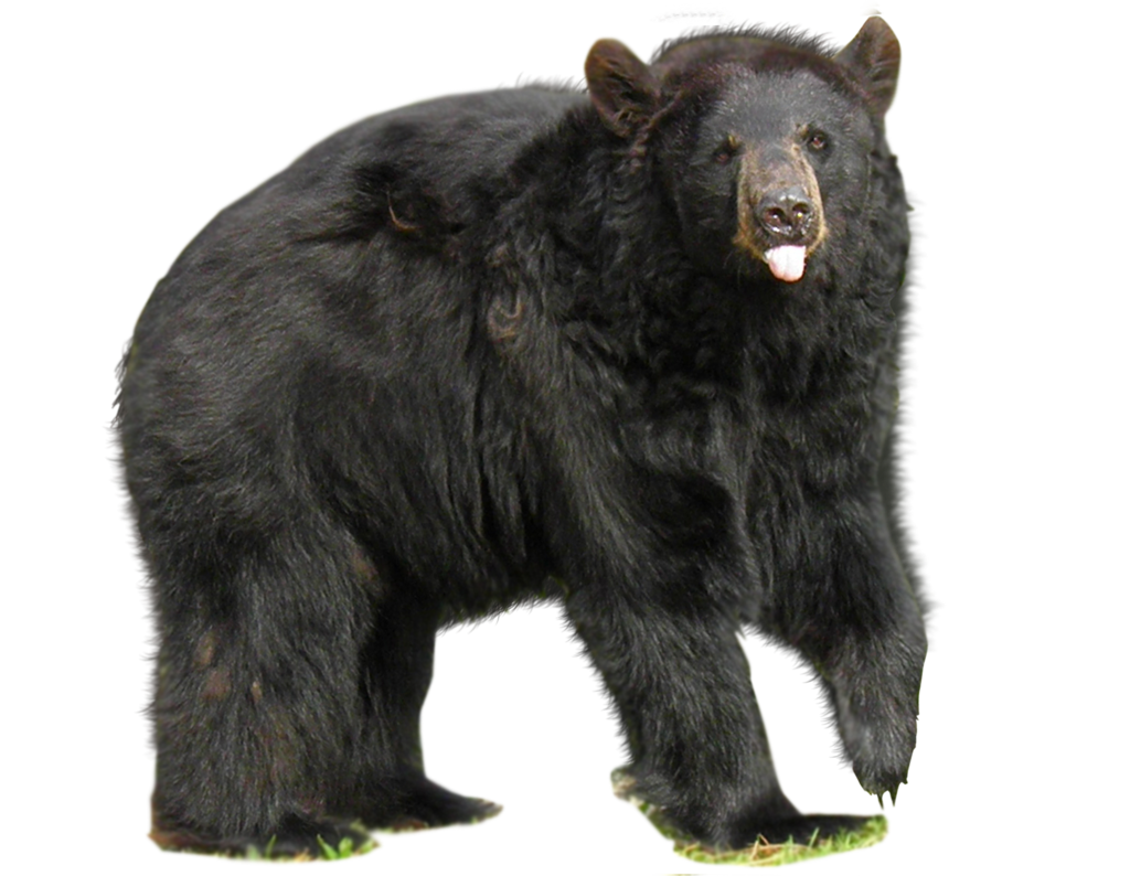 Медведь Png