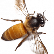 Пчела PNG 2