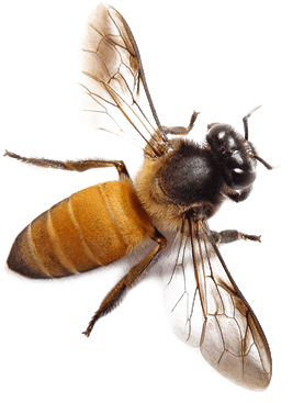 Bee PNG 2
