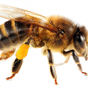 Пчела PNG 3