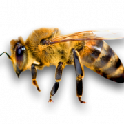 Пчела PNG 4