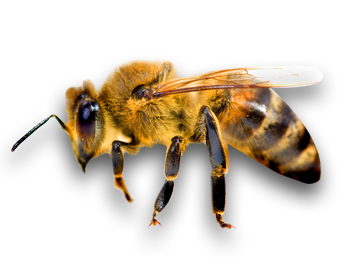 Bee png 4