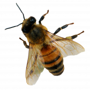 Пчела PNG 6