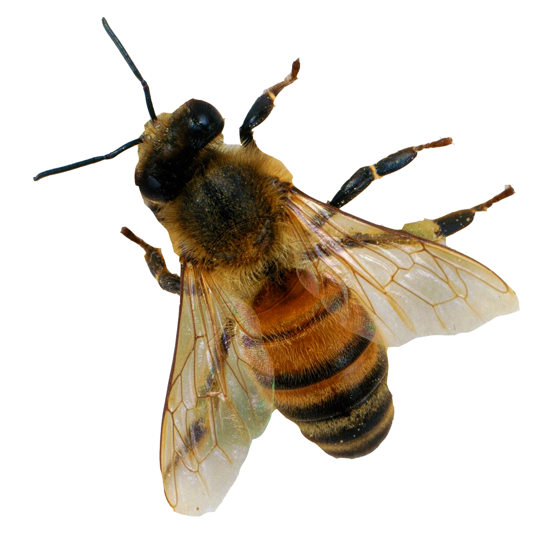Bee PNG 6