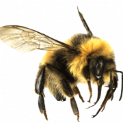 Bee PNG 7