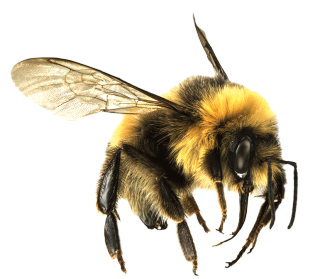 Bee png 7