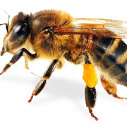 Пчела PNG 8