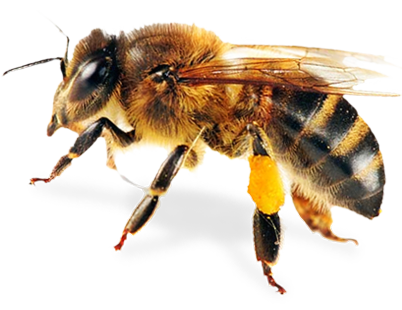 Bee PNG 8