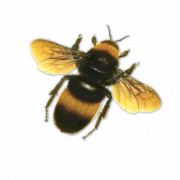 Bijen PNG 9