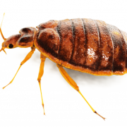 Insecte PNG