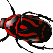 Bug PNG 5