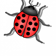 Bug PNG 6