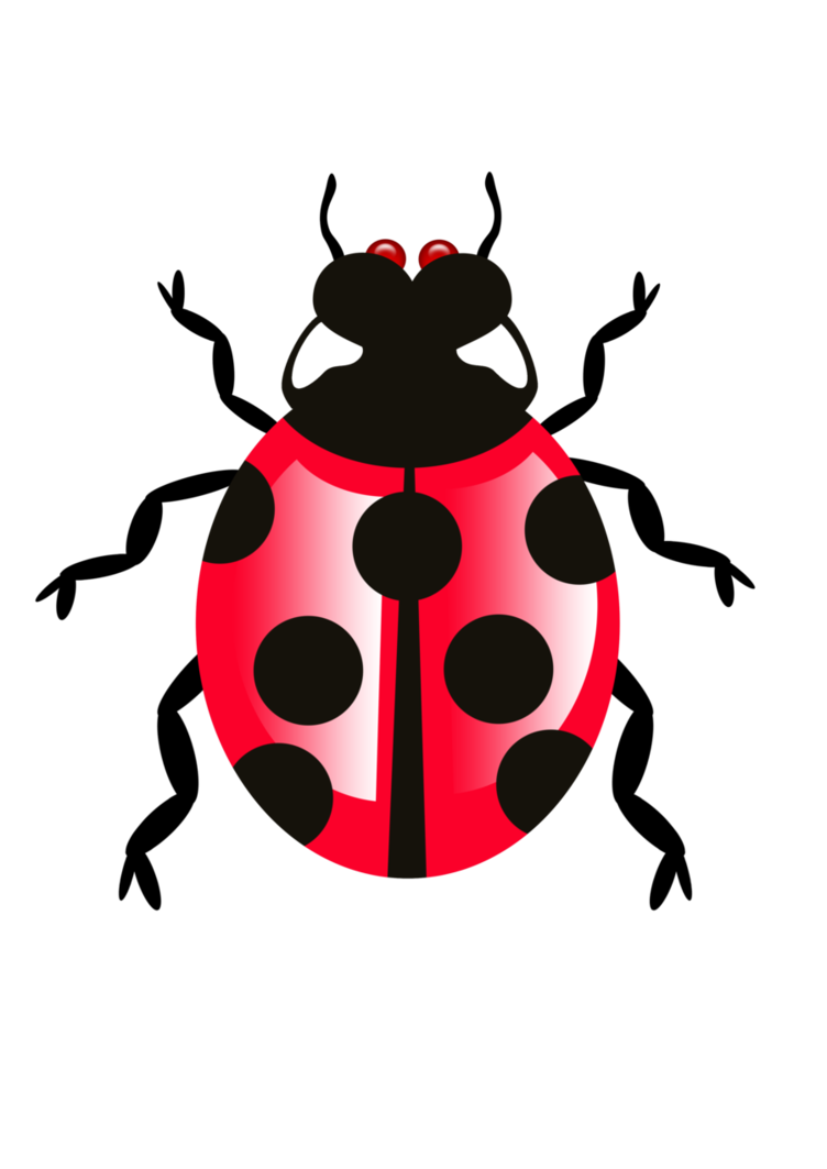 Bug PNG 9