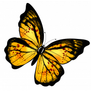 Papillon png 9