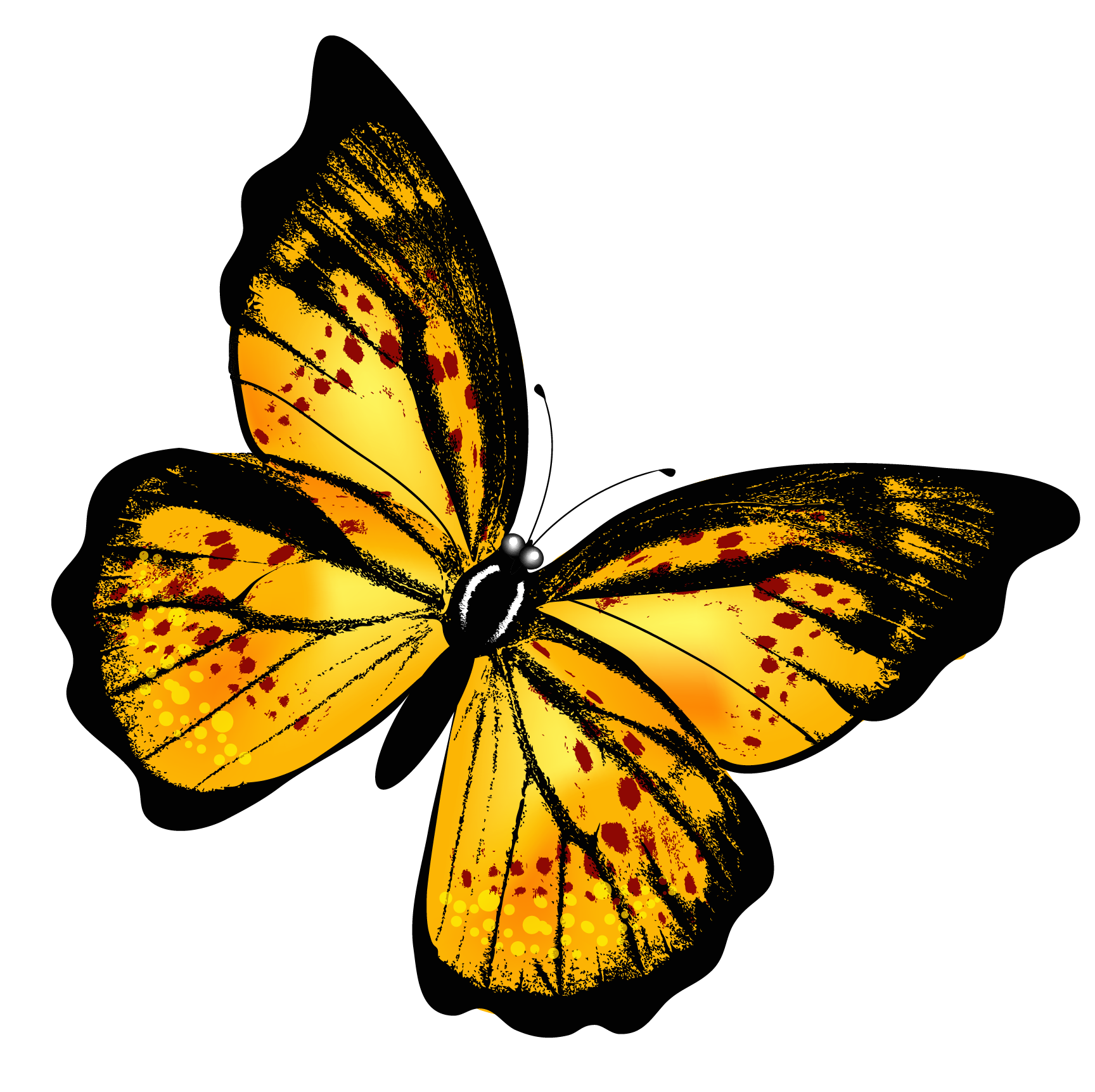 Schmetterling PNG 9