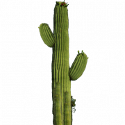 Cactus PNG 10
