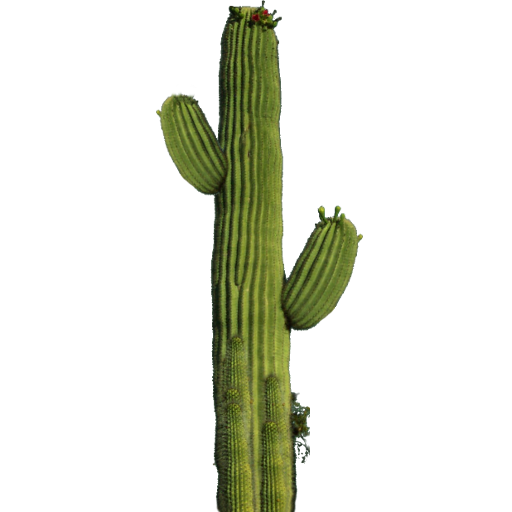 Cactus PNG 10