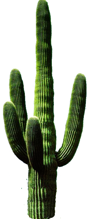 Cactus PNG 11