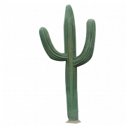 Cactus PNG 4