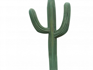 Cactus png 4