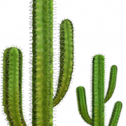 Cactus png 5