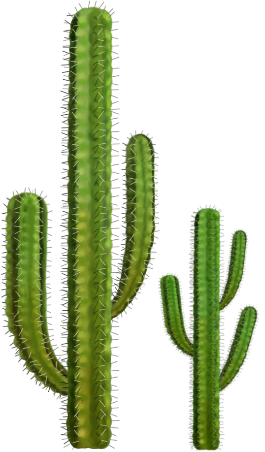 Cactus PNG 5