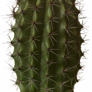 Cactus PNG 7