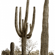 Cactus PNG 8