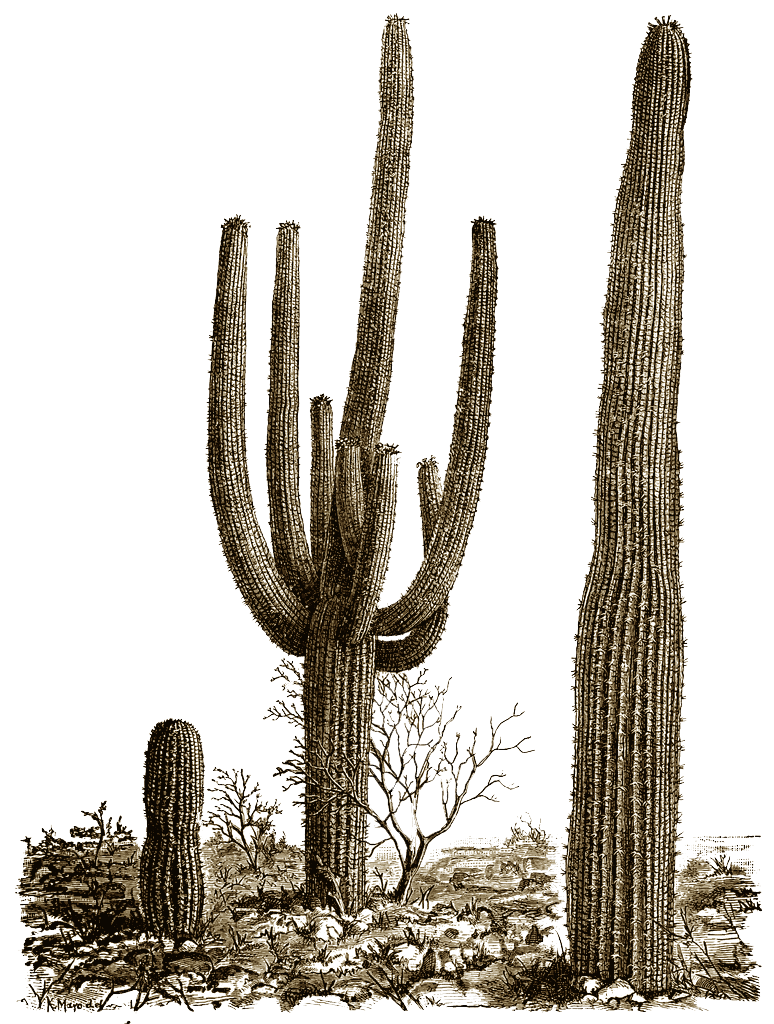 Cactus Png 8