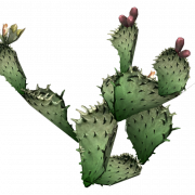 Cactus PNG 9