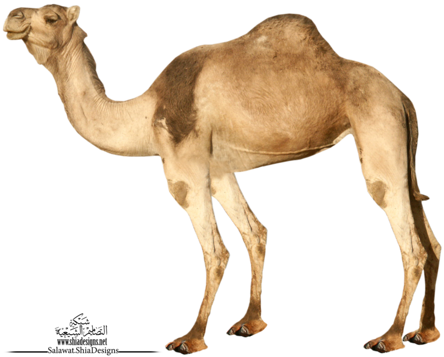 Camel PNG 3