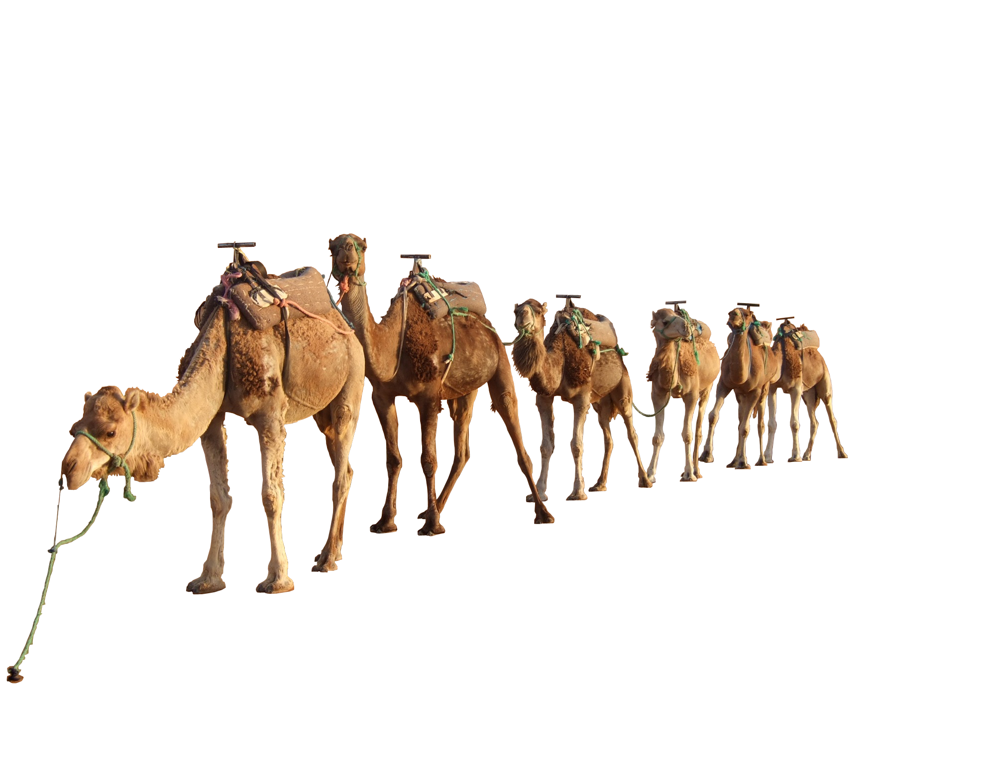 Camel PNG 4