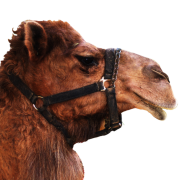 Camel PNG 5