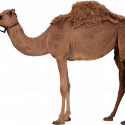 Camel PNG 7
