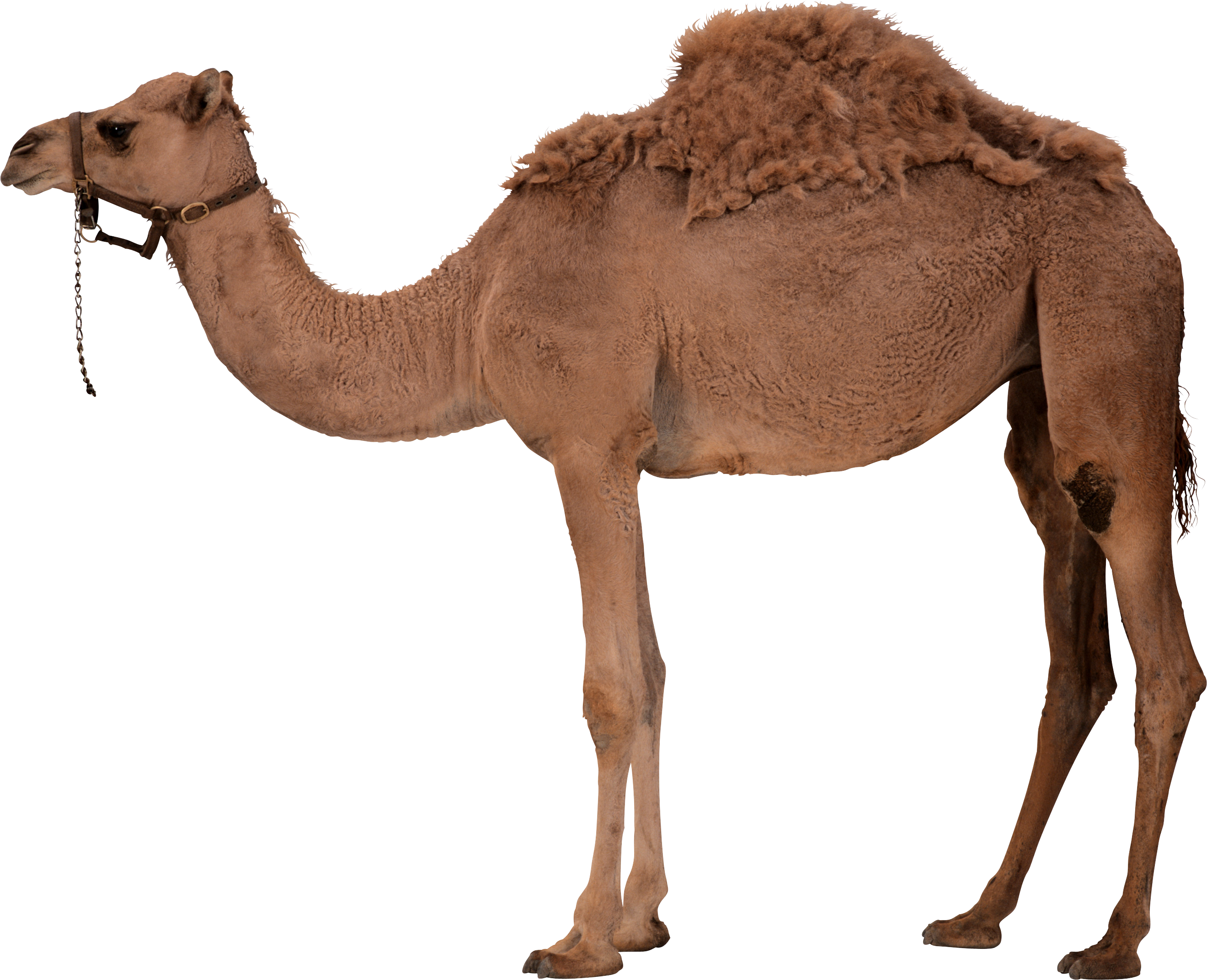 Camel PNG 7