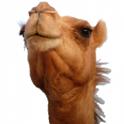 Camel PNG 8