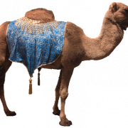 Camel PNG 9