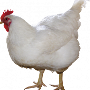 Chicken PNG 10