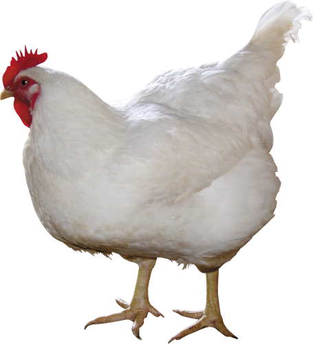 Pollo png 10