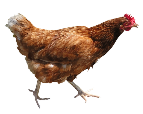 Pollo png 11